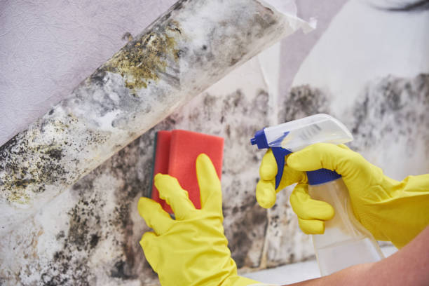 Best Industrial Mold Remediation in USA